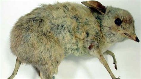 Pig Footed Bandicoot Chaeropus Ecaudatus Extinct Species