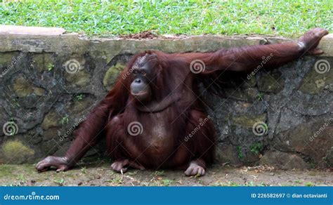 Orang Utan Relaxing Pose In Zoo Stock Image Image Of Jungle Wildlife