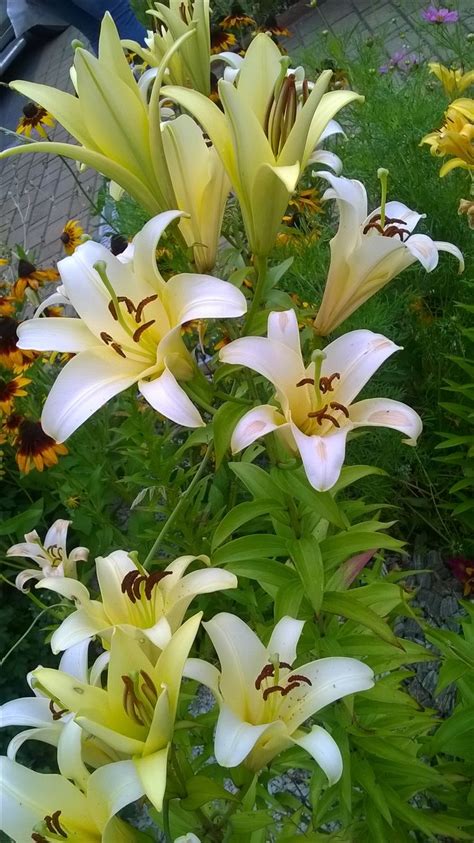 Beautiful Flowers in a Garden