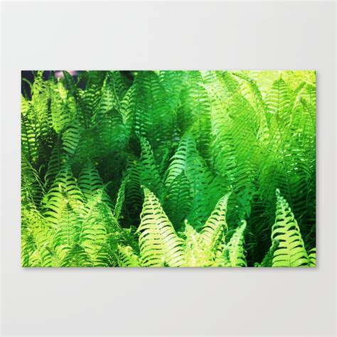 Fern Canvas Print By Wonderfuldreampicture Society