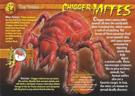 Chigger Mites | Wierd N'wild Creatures Wiki | FANDOM powered by Wikia