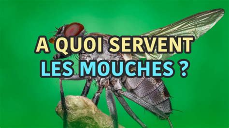 A Quoi Servent Les Mouches