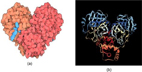 (a) SARS-CoV-2 main protease with inhibitor in turquoise; (b) Crystal ...