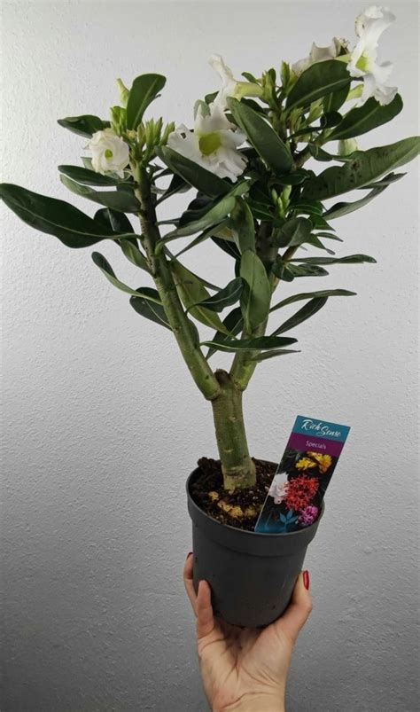 Adenium Obesum Róża Pustyni BAOBAB 40 cm 13893745864 oficjalne