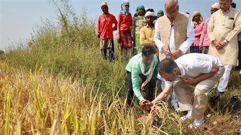 Rahul Gandhi works in paddy field in poll-bound Chhattisgarh; see pics ...