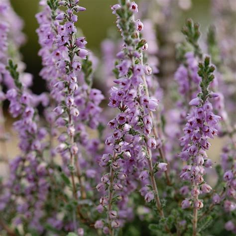 Calluna Vulgaris ‘silver Knight Find Haveplanter