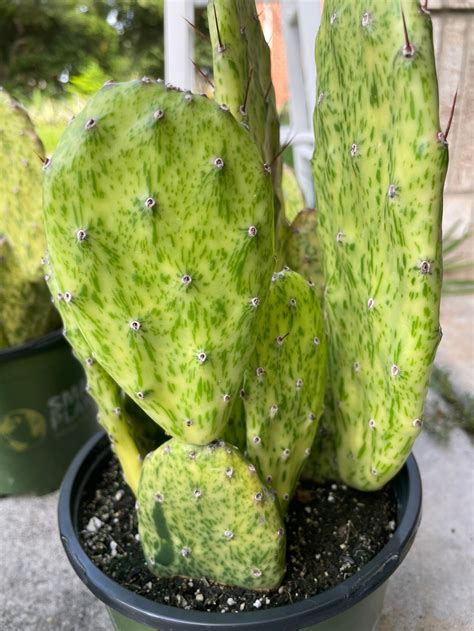 Opuntia Sunburst Variegated Cactus Rare 1 Galon Pot Etsy