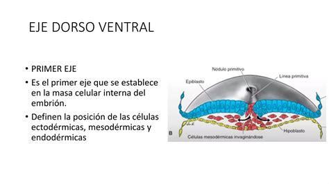 TERCERA SEMANA DEL DESARROLLO EMBRIONARIO PPT