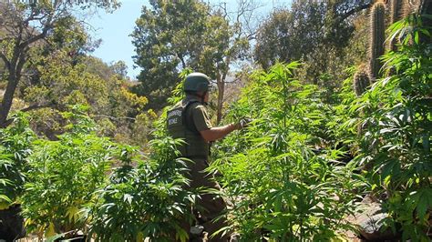 Plan Cannabis De Carabineros Ya Supera Las 30 Mil Plantas Decomisadas Radio Continente Fm