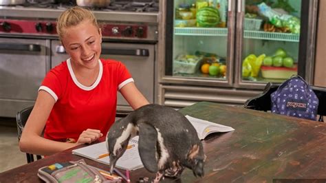 A pair of celebrity penguins live under West Edmonton Mall | CBC News