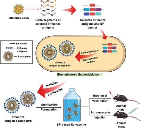 Intranasal EpitopePolymer Vaccine Lodges Resident Memory T Cells