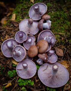 Wood Blewit: Identification, Foraging, and Cooking The Purple Nudist Mushroom - Mushroom ...