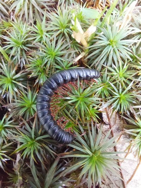 Heterocladosoma From Springbrook QLD 4213 Australia On December 23