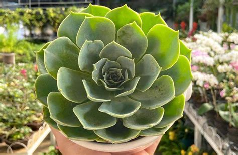 Echeveria Secunda O Conchita Tips Cuidados Y Reproducci N