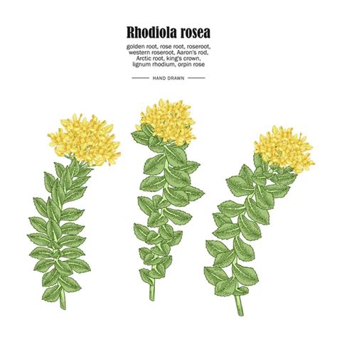 Rhodiola Rosea Stock Vectors Royalty Free Rhodiola Rosea Illustrations