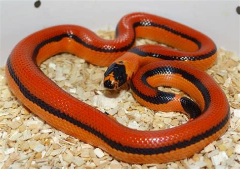 kingsnake blog Kingsnake.com Blog - Herp Photo of the Day: Imperial ...