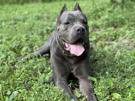 Cane Corso Blue Puppy