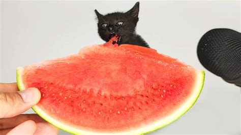 Kitten Eating Watermelon Asmr 🍉 Youtube