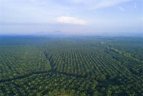 AI Solutions for the Palm Oil Industry