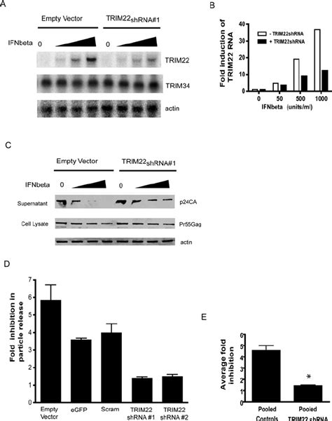 Knockdown Of Trim By Rna Interference Abrogates Interferon Induced