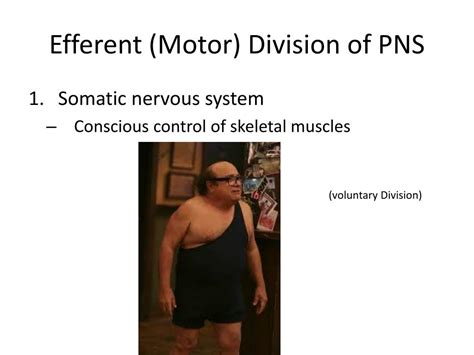 PPT This Week Monday And Tuesday Nervous System Overview