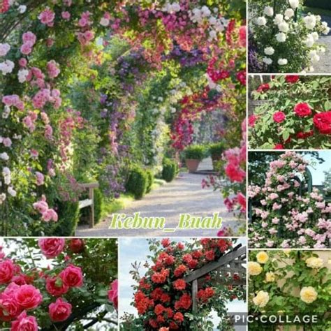 Jual Bagus Paket Bibit Tanaman Mawar Rambat Climbing Rose Kd