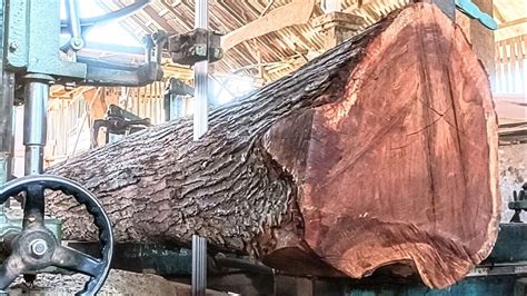 The Process Of Sawing Mahogany Wood At The Sawmill Youtube