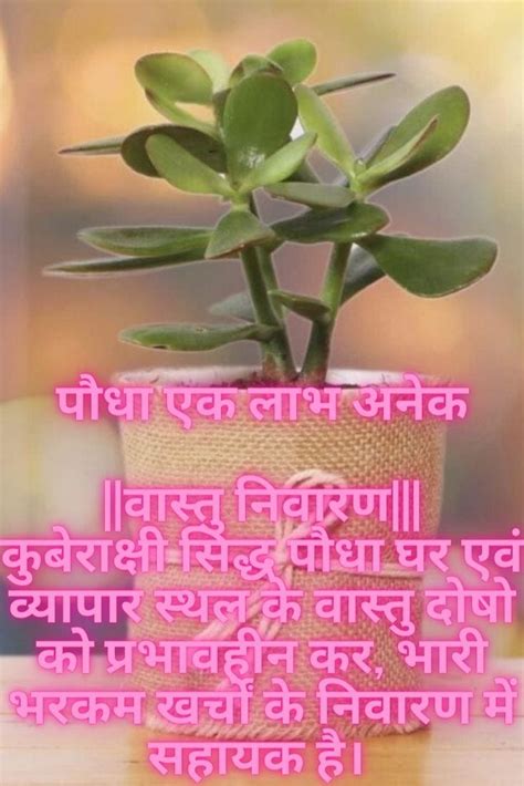 Saral Vastu Tips Plant one Benefit many Vastu Remedies-Business Growth-Wealth Prosperity ...