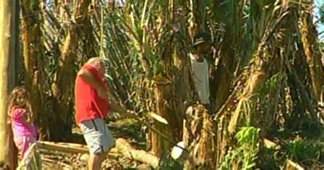 Agroneg Cios Tempestade De Granizo Arrasa Lavouras De Banana No Rj