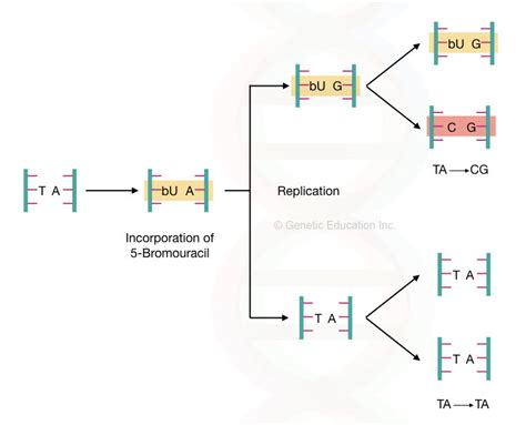 Mutagen Definition Types And Effect