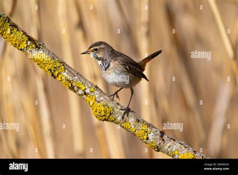 White Spotted Bluethroat Luscinia Svecica Cyanecula Female Germany