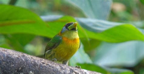 Mindo Cloud Forest And Birding Tour Quito Ecuador