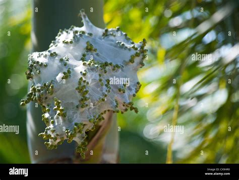 Green ants nest hi-res stock photography and images - Alamy