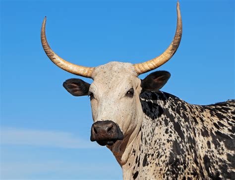 Filecow Horned Wikipedia 48 Off Gbu