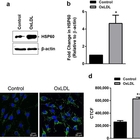 Hsp Expression In Oxldl Treated Huvec Cells Were Treated With Oxldl