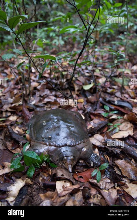 Asiatic Or Asian Soft Shell Turtle Amyda Cartilaginea In Pang Sdia