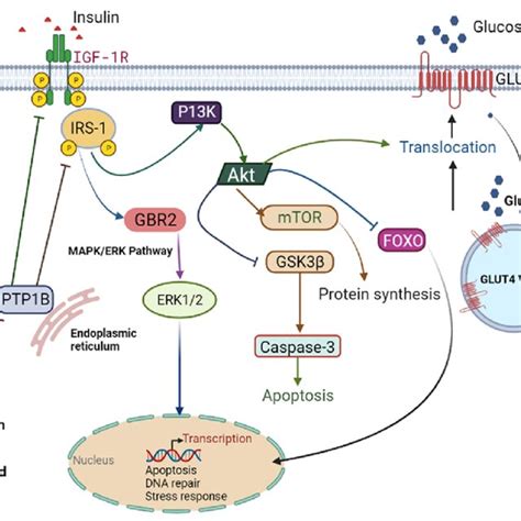 Suppositional Schematic Representation Of Identified Metabolite