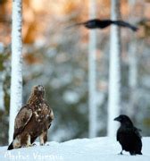 Aquila Chrysaetos In Olden Eagle En Us Fi Maakotka De