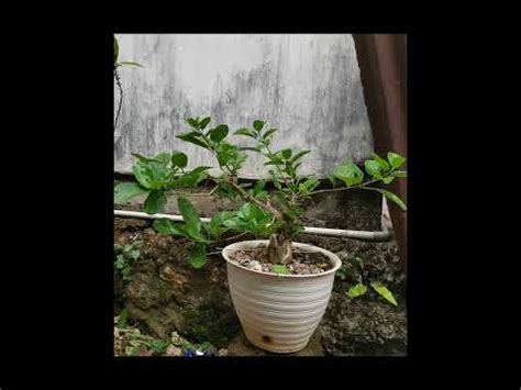 Perkembangan Bakal Bonsai Wahong Sambung Sancang YouTube