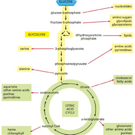 Glucose Tca Cycle