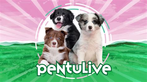 Pentulive 15 Minuutissa Pentulive Yle Areena