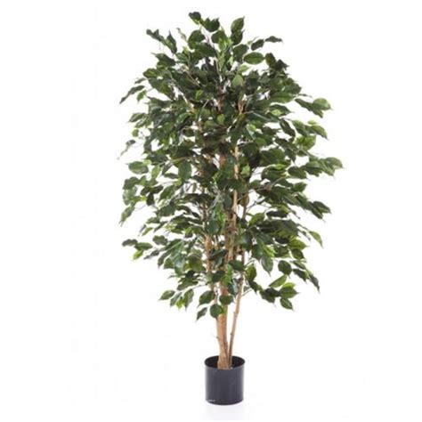 Ficus Exotica Artificiel En Pot Tronc Naturel Du Site Artificielles