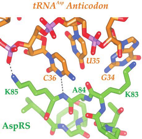 Model Of Trna Asp Anticodon Recognition By T Kodakaraensis Asprs Two