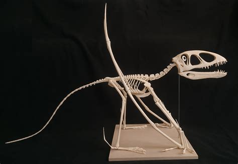 Dimorphodon macronyx skeleton reconstruction - Paleo Re-creations - The ...