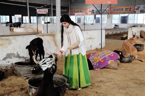 नववर्ष की शुरुआत गायों का भोज व हरिनाम संकीर्तन के साथ। पढ़िए पूरी खबर