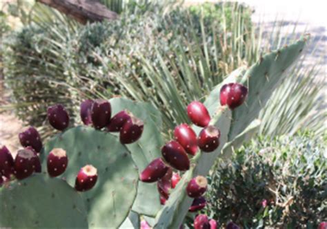 Cactus Shadows High School in Cave Creek • Sibbach.com