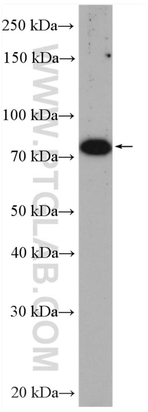 Zer Rabbit Anti Human Mouse Rat Polyclonal Proteintech L