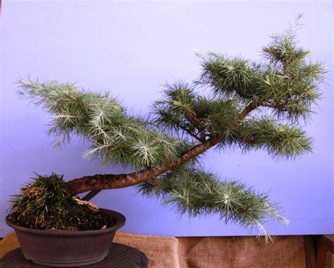 Deodar Cedar Bonsai