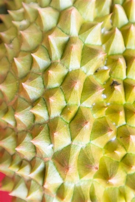 Fresh Durian Texture At Thailand Stock Image Image Of Plant King