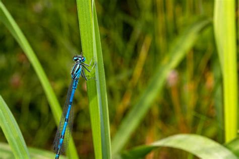 1000 Coenagrionidae Photos Stock Photos Pictures And Royalty Free